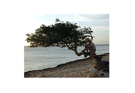 aruba_tree1