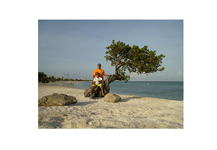 aruba_tree12