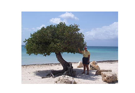 aruba_tree13