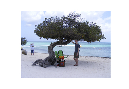 aruba_tree14