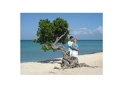 aruba_tree2