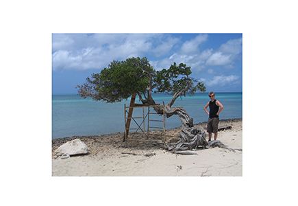 aruba_tree6