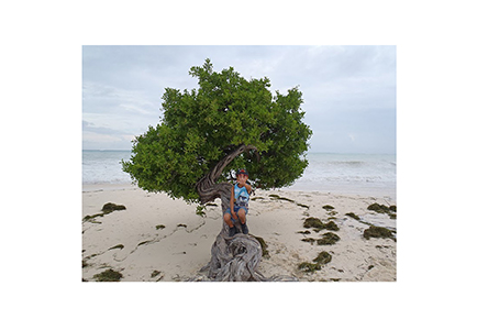 aruba_tree7