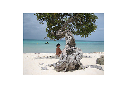 aruba_tree8